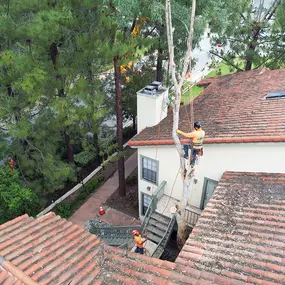 Bild von Greene Tree Care - Trimming, Removal, Residential & Commercial Service