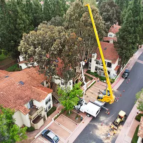 Bild von Greene Tree Care - Trimming, Removal, Residential & Commercial Service