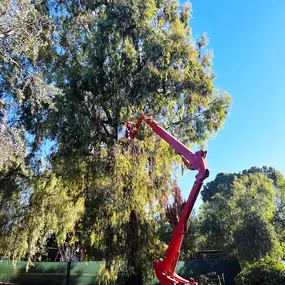 Bild von Greene Tree Care - Trimming, Removal, Residential & Commercial Service