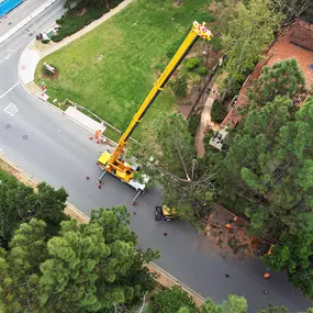 Bild von Greene Tree Care - Trimming, Removal, Residential & Commercial Service