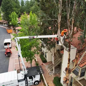 Bild von Greene Tree Care - Trimming, Removal, Residential & Commercial Service