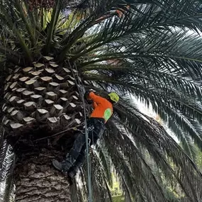 Bild von Greene Tree Care - Trimming, Removal, Residential & Commercial Service
