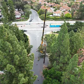 Bild von Greene Tree Care - Trimming, Removal, Residential & Commercial Service
