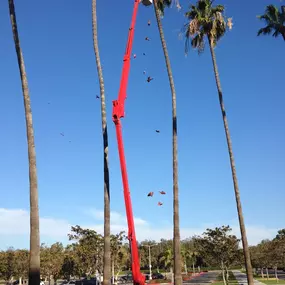 Bild von Greene Tree Care - Trimming, Removal, Residential & Commercial Service