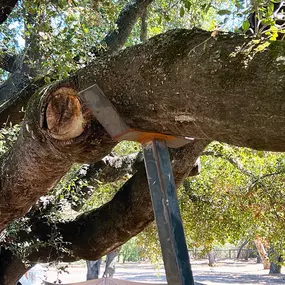 Bild von Greene Tree Care - Trimming, Removal, Residential & Commercial Service
