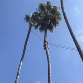 Bild von Greene Tree Care - Trimming, Removal, Residential & Commercial Service