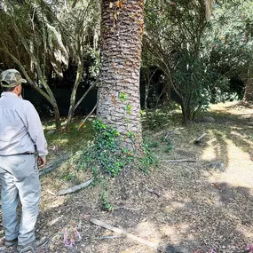 Bild von Greene Tree Care - Trimming, Removal, Residential & Commercial Service