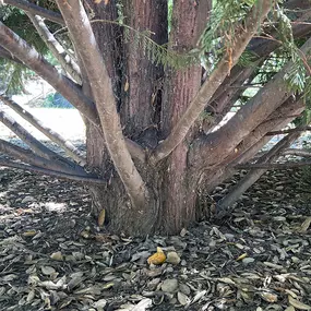 Bild von Greene Tree Care - Trimming, Removal, Residential & Commercial Service