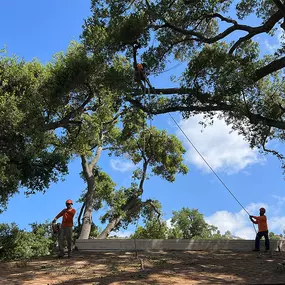 Bild von Greene Tree Care - Trimming, Removal, Residential & Commercial Service