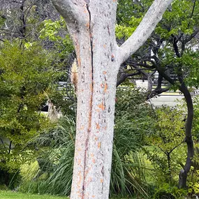 Bild von Greene Tree Care - Trimming, Removal, Residential & Commercial Service