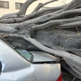 Bild von Greene Tree Care - Trimming, Removal, Residential & Commercial Service