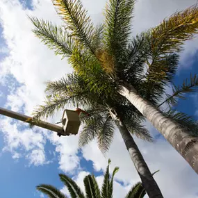 Bild von Greene Tree Care - Trimming, Removal, Residential & Commercial Service