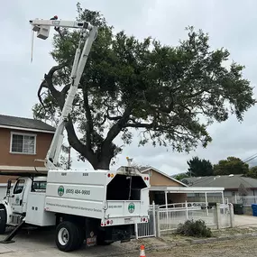 Bild von Greene Tree Care - Trimming, Removal, Residential & Commercial Service