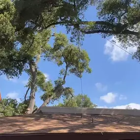 Bild von Greene Tree Care - Trimming, Removal, Residential & Commercial Service