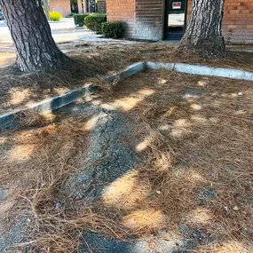 Bild von Greene Tree Care - Trimming, Removal, Residential & Commercial Service