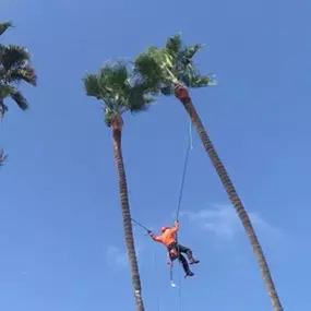 Bild von Greene Tree Care - Trimming, Removal, Residential & Commercial Service