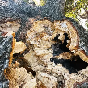 Bild von Greene Tree Care - Trimming, Removal, Residential & Commercial Service