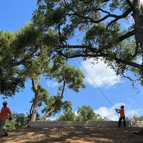 Bild von Greene Tree Care - Trimming, Removal, Residential & Commercial Service