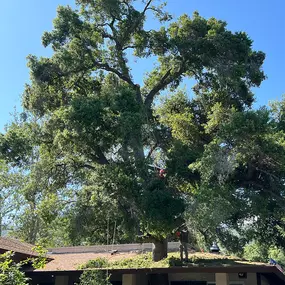 Bild von Greene Tree Care - Trimming, Removal, Residential & Commercial Service