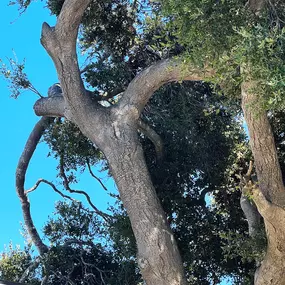 Bild von Greene Tree Care - Trimming, Removal, Residential & Commercial Service