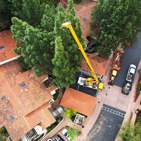Bild von Greene Tree Care - Trimming, Removal, Residential & Commercial Service