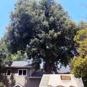 Bild von Greene Tree Care - Trimming, Removal, Residential & Commercial Service