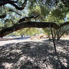 Bild von Greene Tree Care - Trimming, Removal, Residential & Commercial Service