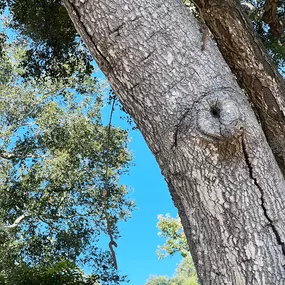 Bild von Greene Tree Care - Trimming, Removal, Residential & Commercial Service