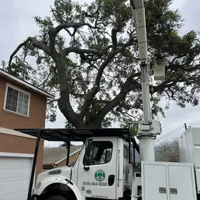 Bild von Greene Tree Care - Trimming, Removal, Residential & Commercial Service
