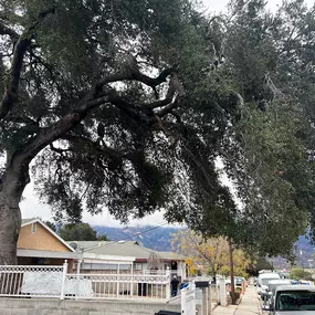 Bild von Greene Tree Care - Trimming, Removal, Residential & Commercial Service