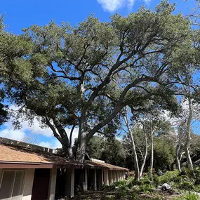 Bild von Greene Tree Care - Trimming, Removal, Residential & Commercial Service