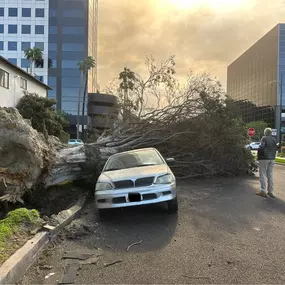 Bild von Greene Tree Care - Trimming, Removal, Residential & Commercial Service