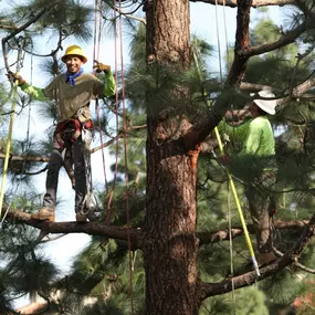 Bild von Greene Tree Care - Trimming, Removal, Residential & Commercial Service
