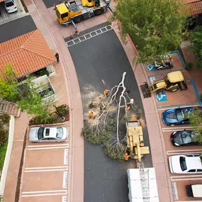 Bild von Greene Tree Care - Trimming, Removal, Residential & Commercial Service