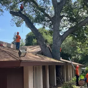 Bild von Greene Tree Care - Trimming, Removal, Residential & Commercial Service