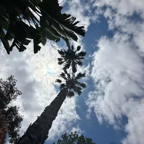 Bild von Greene Tree Care - Trimming, Removal, Residential & Commercial Service