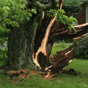 Bild von Greene Tree Care - Trimming, Removal, Residential & Commercial Service