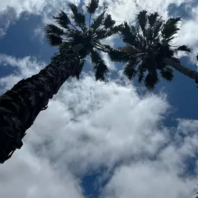 Bild von Greene Tree Care - Trimming, Removal, Residential & Commercial Service