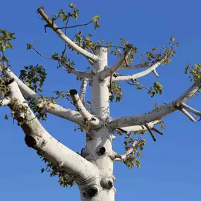 Bild von Greene Tree Care - Trimming, Removal, Residential & Commercial Service