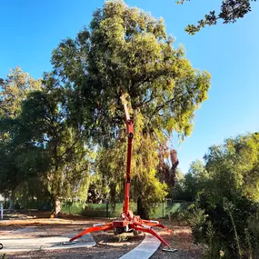 Bild von Greene Tree Care - Trimming, Removal, Residential & Commercial Service