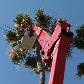 Bild von Greene Tree Care - Trimming, Removal, Residential & Commercial Service