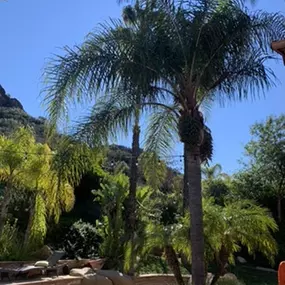 Bild von Greene Tree Care - Trimming, Removal, Residential & Commercial Service