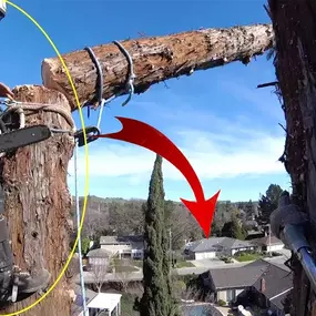 Bild von Greene Tree Care - Trimming, Removal, Residential & Commercial Service