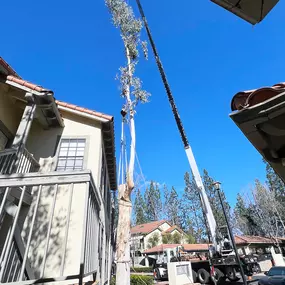 Bild von Greene Tree Care - Trimming, Removal, Residential & Commercial Service