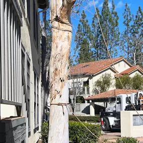 Bild von Greene Tree Care - Trimming, Removal, Residential & Commercial Service