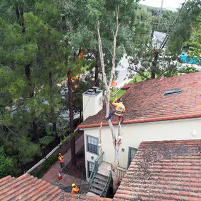 Bild von Greene Tree Care - Trimming, Removal, Residential & Commercial Service