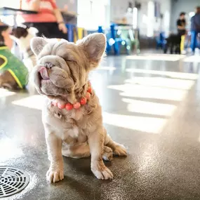 Bild von Crate Escapes Dog Park + Bar