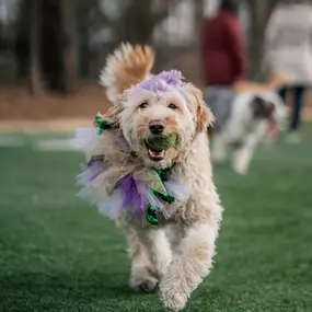 Bild von Crate Escapes Dog Park + Bar