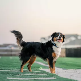 Bild von Crate Escapes Dog Park + Bar