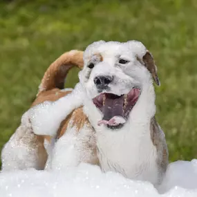 Bild von Crate Escapes Dog Park + Bar